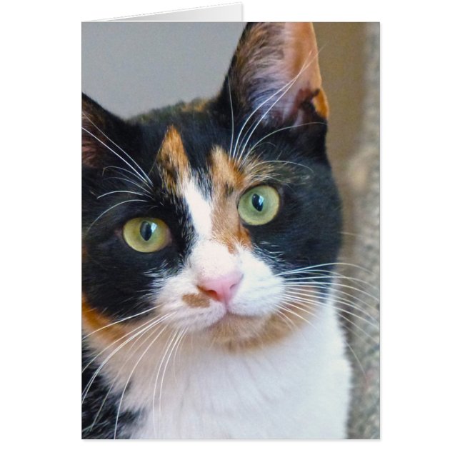 Bandit (Devant)