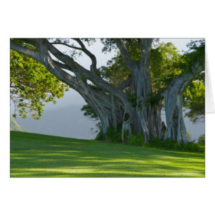 Banian, vallée de Manoa, Honolulu, Hawai'i