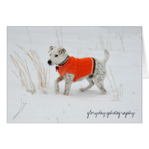 Banjo, jour de neige