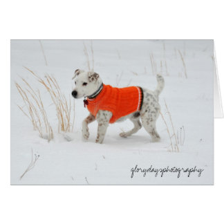 Banjo, jour de neige