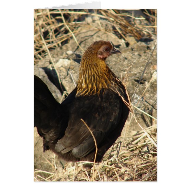 Bantam (Devant)