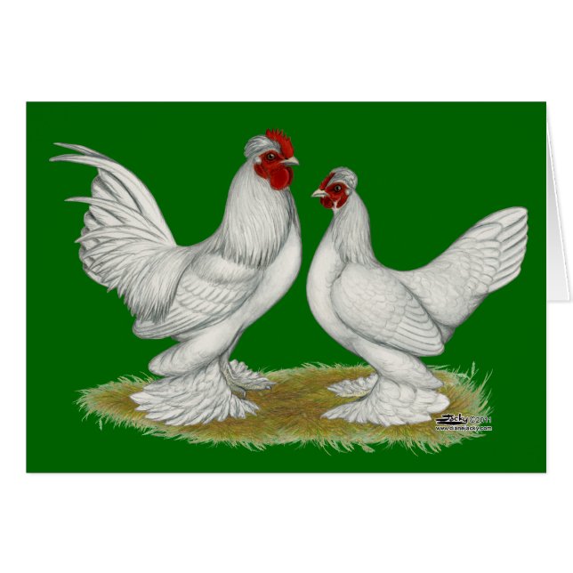Bantams birmans (Devant Horizontal)
