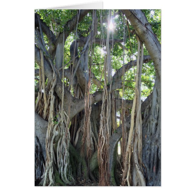 Banyan Tree (Devant)