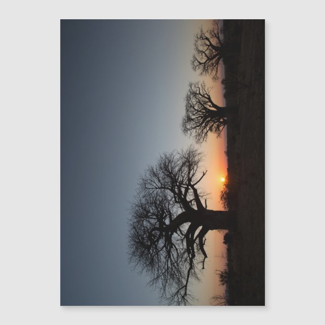 Baobabs sacrés (Devant)