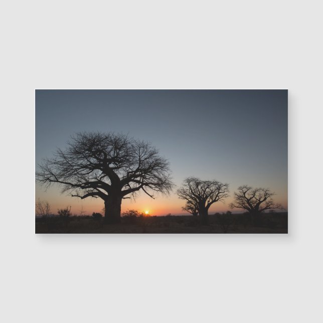 Baobabs sacrés (Devant)
