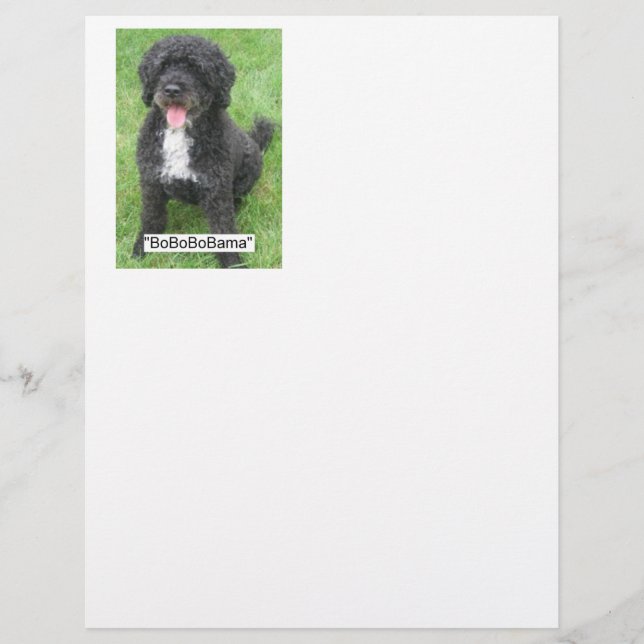 Barack Obama Portugais Water Dog (Devant)