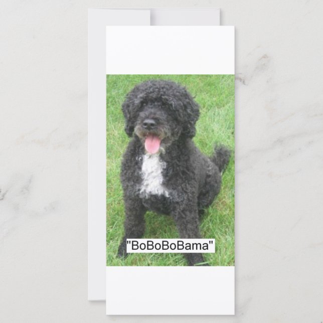 Barack Obama Portugais Water Dog (Devant)