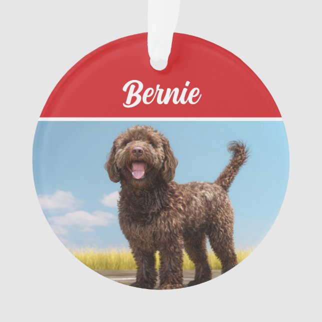 Barbet Chien Noël Photo (devant)