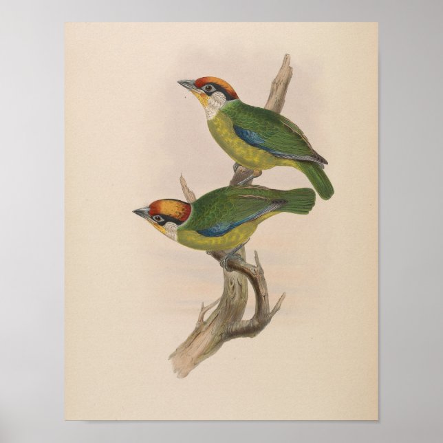 Barbet de Franklin par John Gould Impression (Devant)