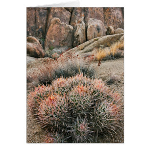 Baril Cactus En Californie