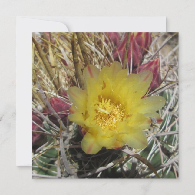 Baril Cactus Fishhook Jaune (Devant)