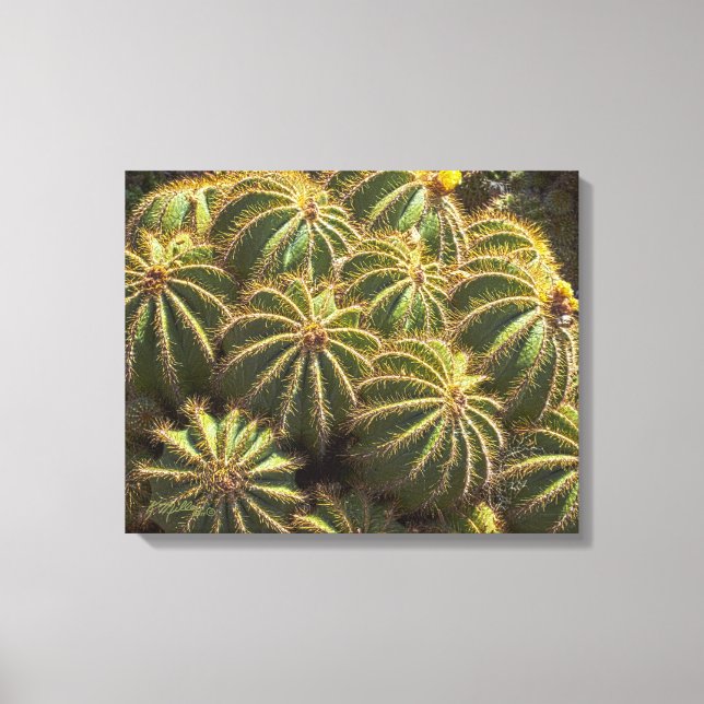 Baril Cactus - Impression de toile enveloppée (Recto)
