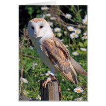 Barn Owl