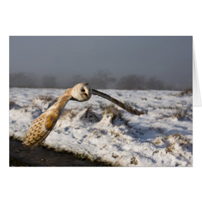 Barn Owl à Snow (Devant horizontal)
