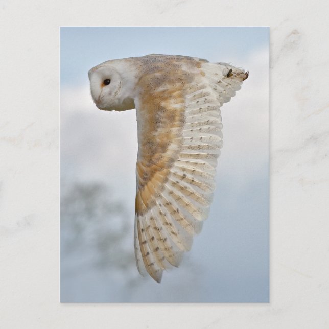Barn Owl en vol Carte postale (Devant)