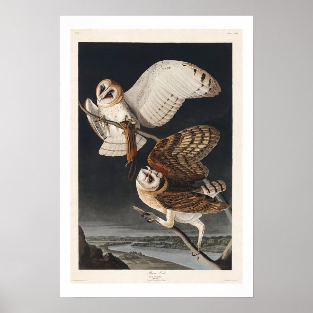 Barn Owl par Audubon Poster (Devant)