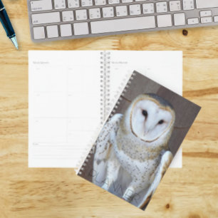 Barn Owl Raptor Photo