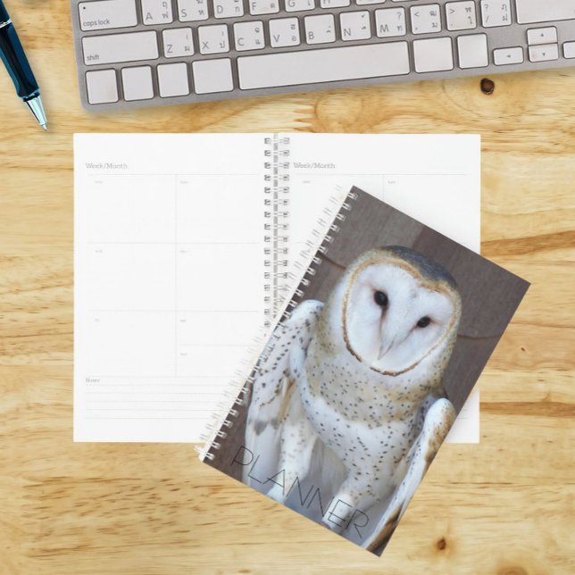 Barn Owl Raptor Photo (In Situ)