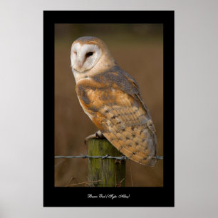 Barn Owl (Tyto alba). Affiche