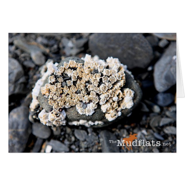 Barnacle de l'Alaska (Devant Horizontal)