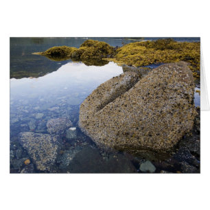Barnacles et Sky, Funter Bay, Alaska