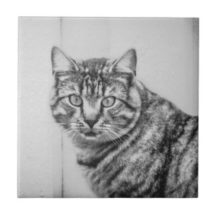 Barne Chat Animaux noirs et blancs Carreaux en cér