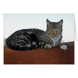 Barne Chat sur cheval