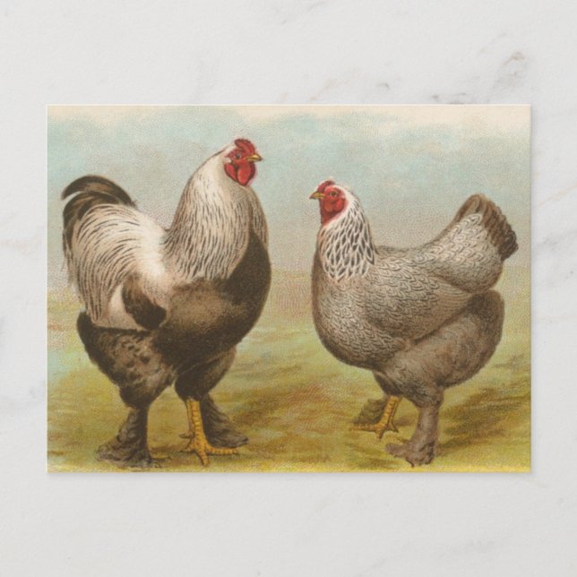 Baroster Brahma vintage et carte postale Hen (Devant)