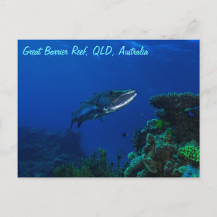 Barracuda sur la carte postale de la Grande Barriè