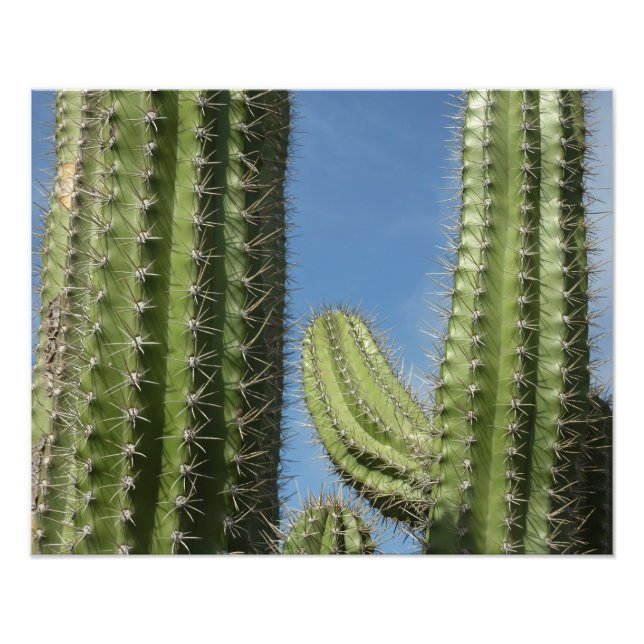 Barrel Cactus I Desert Photo (Devant)