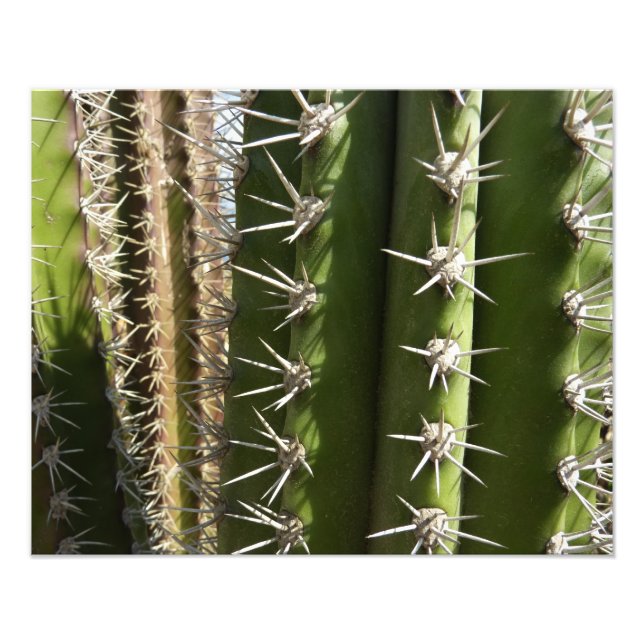 Barrel Cactus II Désert Nature Photo (Devant)
