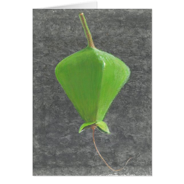 Barringtonia Acutangula (Devant)