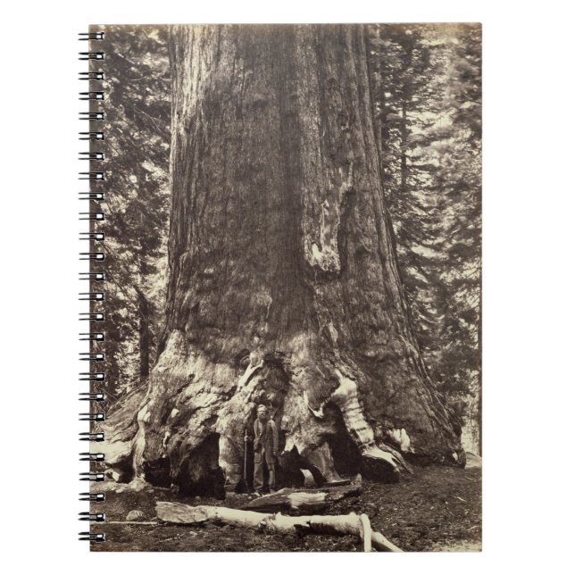 Base du géant grisâtre, 'du livre de Yosemite (Devant)