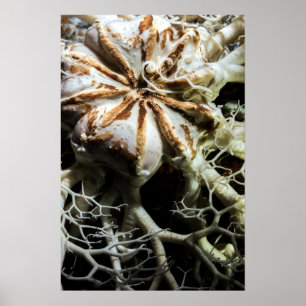 Basket Star (Gorgonocephalus eucnemis) - Poster