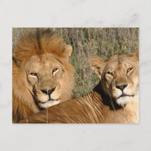 Basking dans le soleil - Carte postale