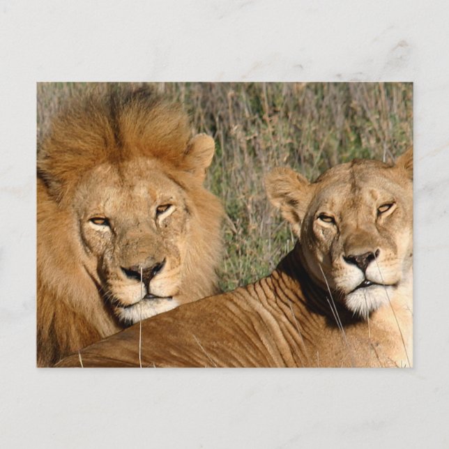 Basking dans le soleil - Carte postale (Devant)