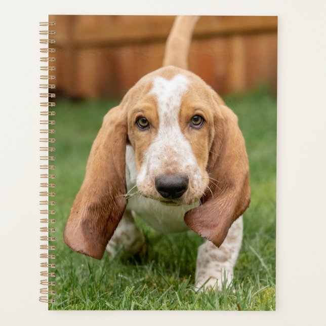 Basset Hound chiot marchant (Devant)