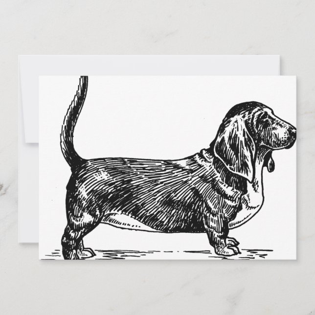 basset hound dessin.png (Devant)