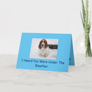 Basset Hound obtient carte de puits.