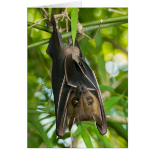 Bat