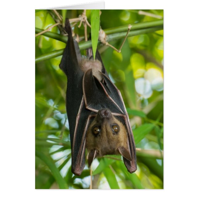 Bat (Devant)