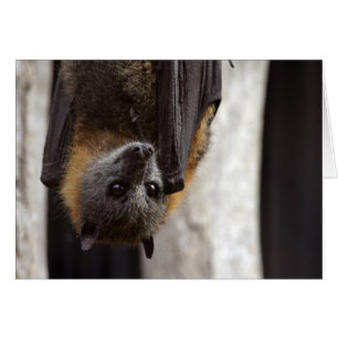 Bat australien