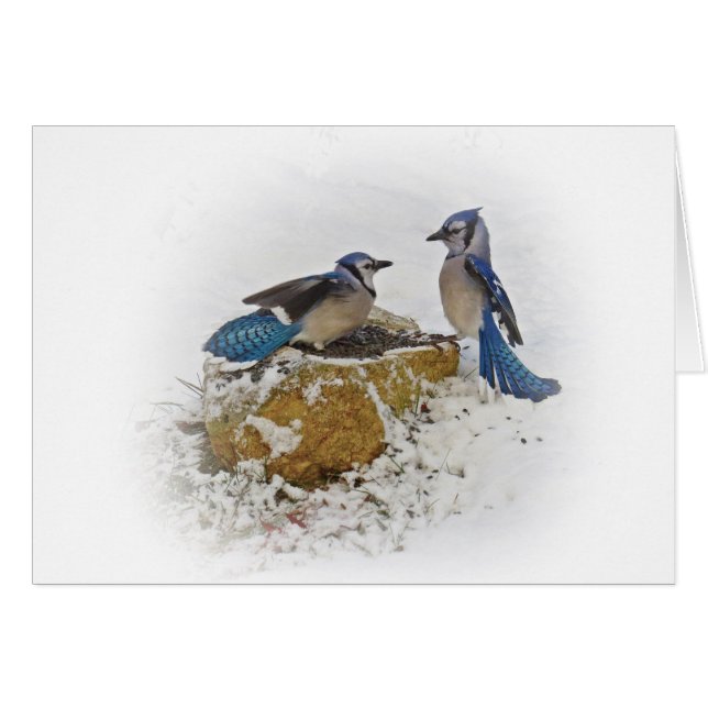 Bataille Blue Jay (Devant horizontal)