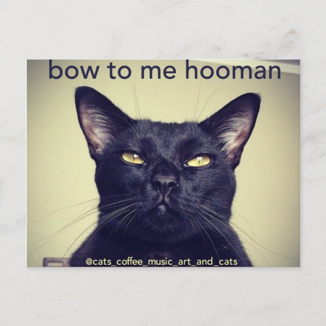 Batcat : Bow to me hooman Carte postale (Devant)