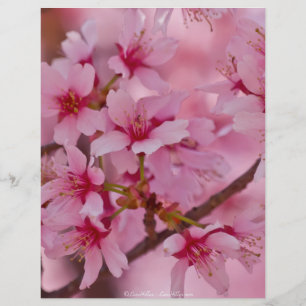 Bathed in Pink Japanese Cherry