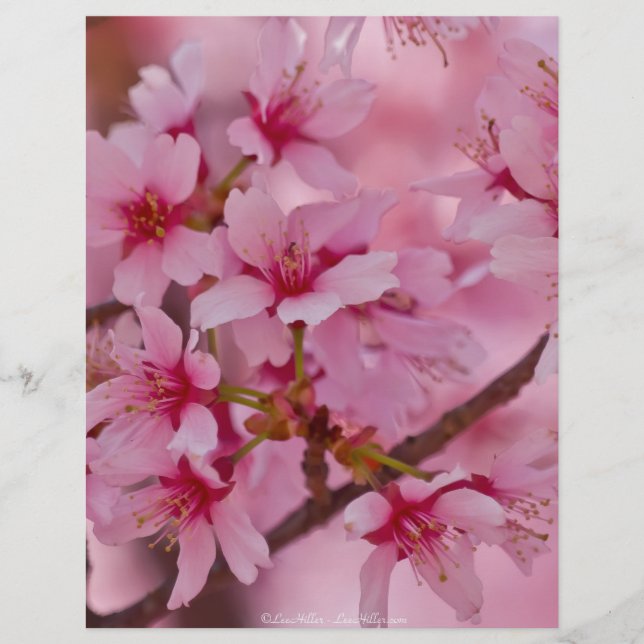 Bathed in Pink Japanese Cherry (Devant)