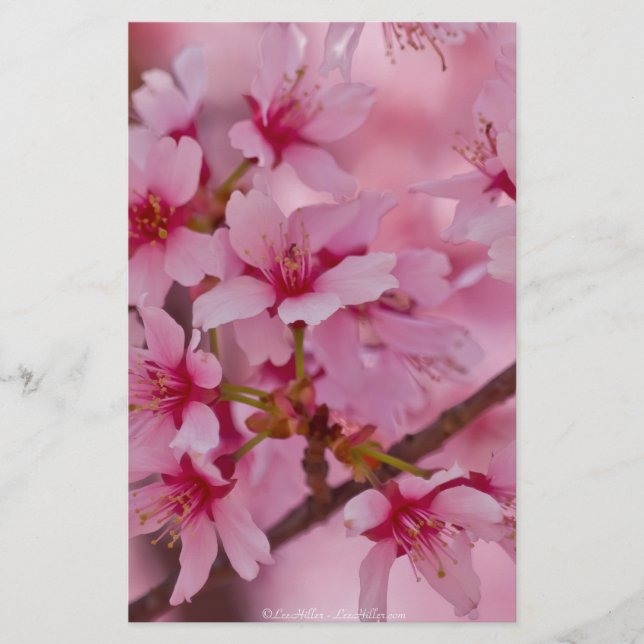 Bathed in Pink Japanese Cherry (Devant)