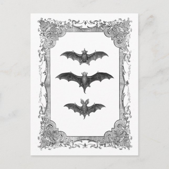 Bats Vintage cadre Halloween Carte postale (Devant)