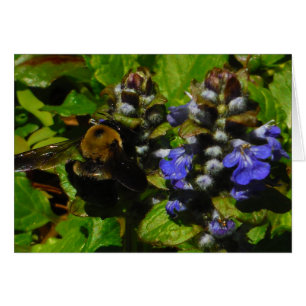 Baume d'abeille pourpre et bourdon