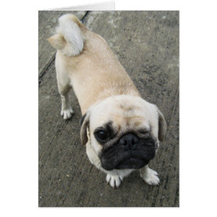 Bauwk ... Soi Dog, Thaïlande